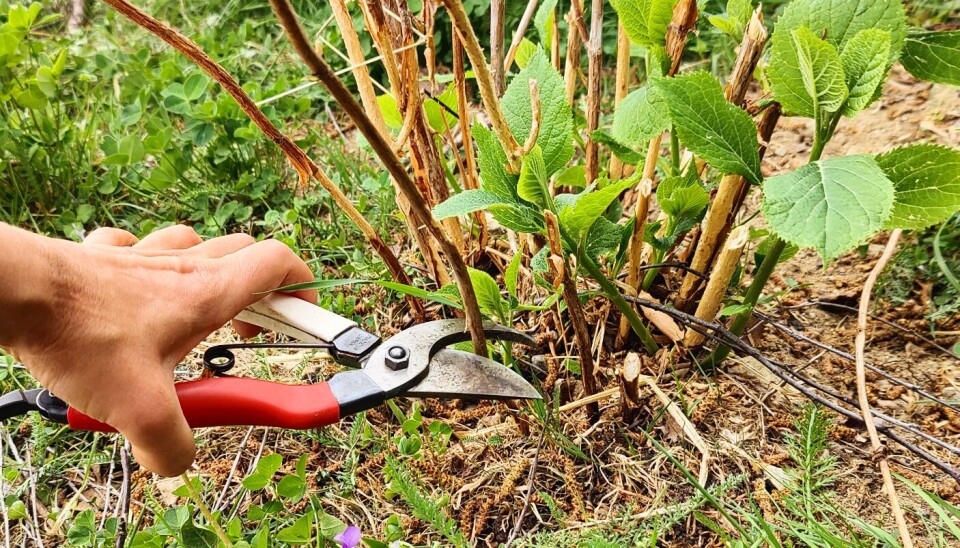 Vierhortensiaen ‘Annabelle’ får blomster på årets nye skudd. Dermed kan du klippe ned alle greinene fra i fjor. De små lysegrønne skuddene som er på vei opp vil vokse seg store og blomstre frodig senere i sommer.