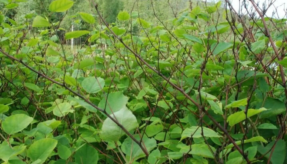 PARKSLIREKNE De store slirekneartene, pakslirekne, hybridslirekne og kjempeslirekne, vokser fra null til over to meter i løpet av sesongen. Parkslirekne