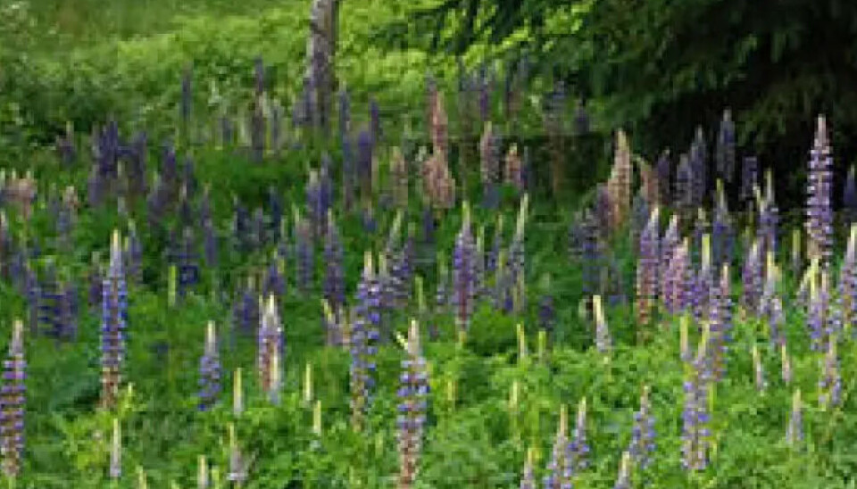 JÆRLUPIN Lupin som får stå i fred, spres videre ut i naturen.
