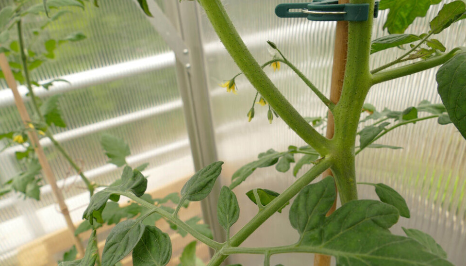 1. Tomatplante med tjuv.