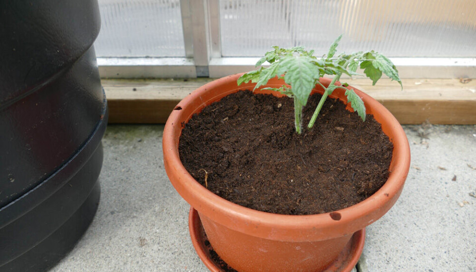 5. Plant dypt i potta med jord helt opp til greinene.