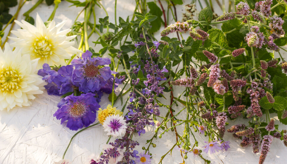 Sommerlykke i en vase