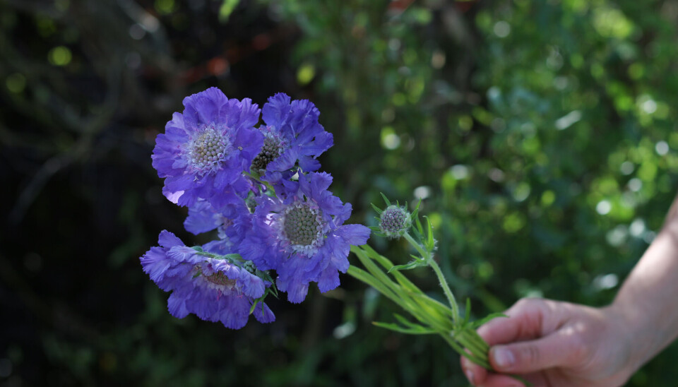 Sommerlykke i en vase