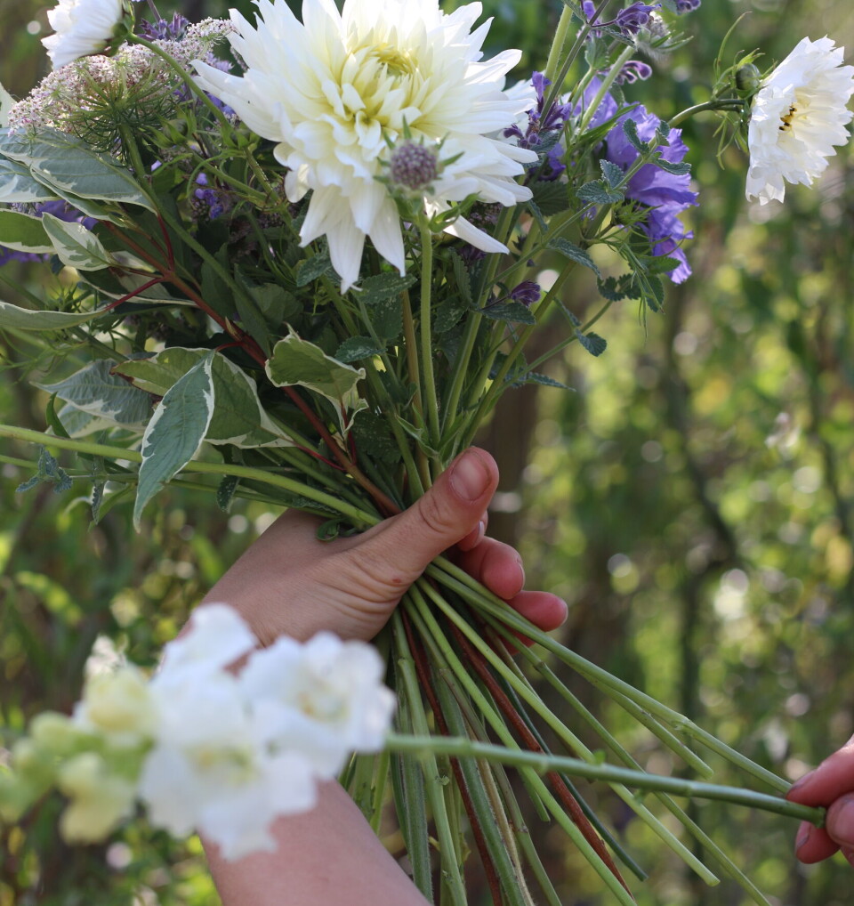 SPIRAL Lisa plasserer alle
stilkene inn i buketten på skrå
for å danne en spiral. Men hun
legger ikke skjul på at det å
binde en bukett i spiral er noe
man rett og slett må øve på.