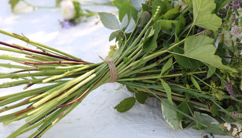 BINDEPUNKT Lisa peker mot bukettens bindepunkt
og sier:
– Her ser du at alt er i spiral, og at det ikke er
noe bladverk under bindepunktet. Når du
setter denne i vasen, vil du ikke at det skal
være noe rusk der, for da blir buketten fortere
dårlig.