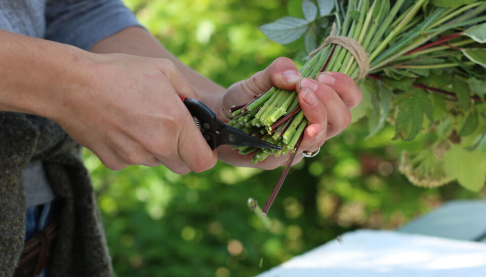Sommerlykke i en vase