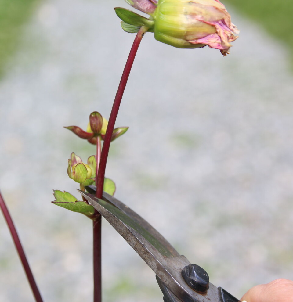 Klipp bort visne blomster