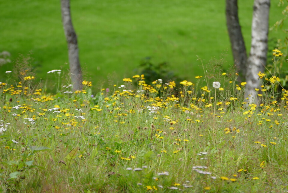 Lag en blomstereng