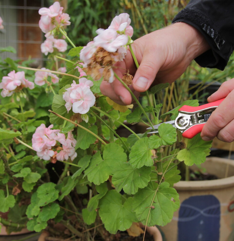 Klipp bort visne blomster