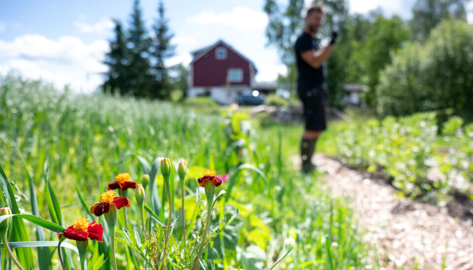 Det er mange blomster overalt i hagen. Her er tagetes i kjøkkenhagen.