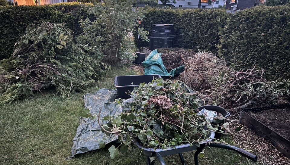 Mengden hageavfall fra vår store hage var overveldende i starten. Her er et eksempel på hvordan det kan se ut en sen kveld etter gjentatte runder med hekk- og hagesaks. Hva skulle vi gjøre med alt sammen, hva og hvor mye kan egentlig komposteres?