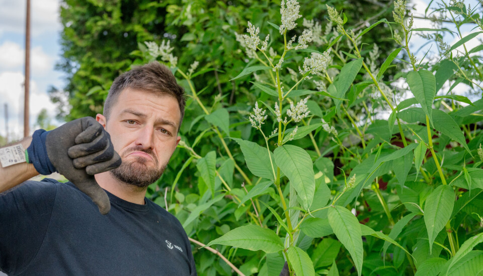 Forsker i NIBIO Pierre-Adrien Rivier viser frem et eksempel på en art man absolutt ikke vil ha i kaldkomposten. Dette er parkslirekne, som er svartelista i Norge. Generelt forsøker han å unngå å få frø i kaldkomposten.