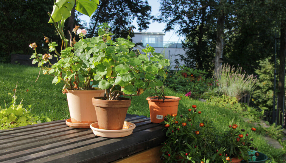 Overvintre planter inne