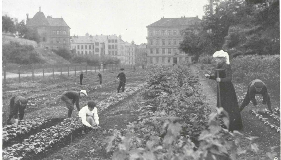 Marie Jørstad startet landets første skolehage på Frogner i Oslo i 1905. Poteten var fast innslag i skolehagen og guttene kunne selv ta med seg til familien noe av det de høstet.