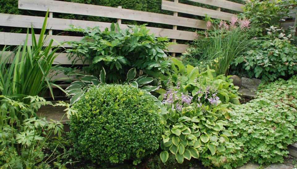 En leskjerm hindrer vind og gjør det lunt for alle plantene i hagen.