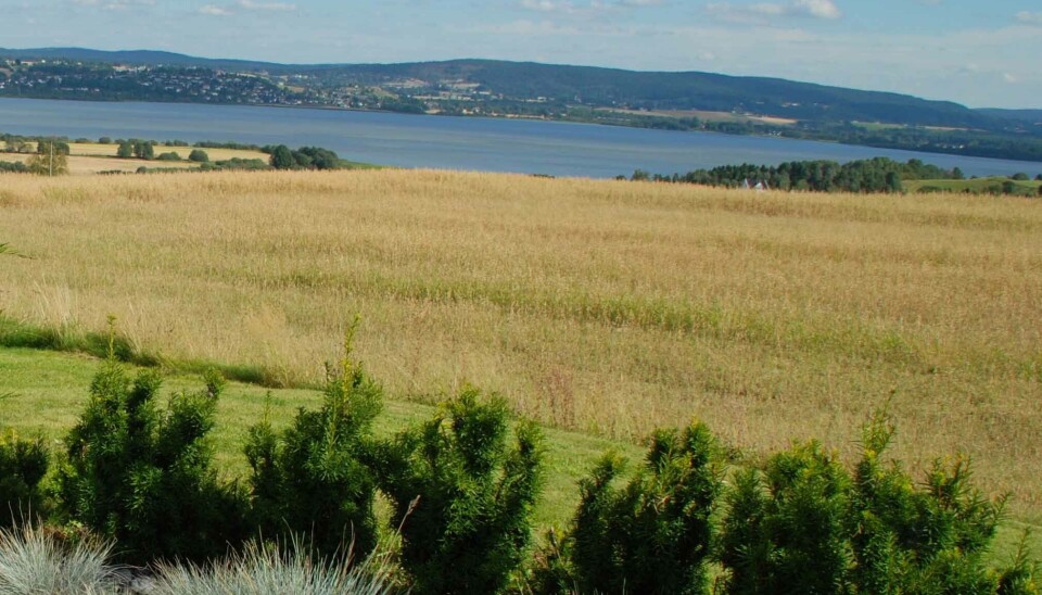 En åpen slette, eller en åker, kan gi både fin utsikt og kald vind i hagen.